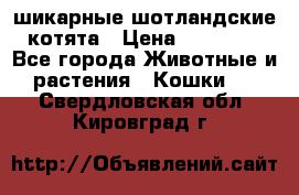 шикарные шотландские котята › Цена ­ 15 000 - Все города Животные и растения » Кошки   . Свердловская обл.,Кировград г.